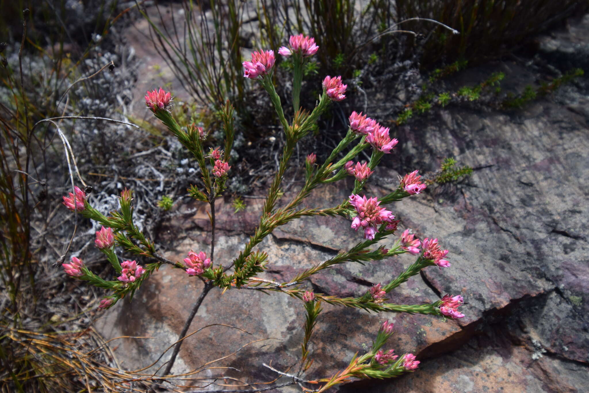 Image of Erica taxifolia