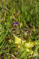 Image of Common butterwort