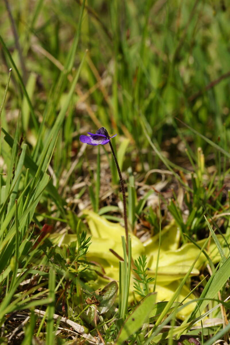 Image of Common butterwort