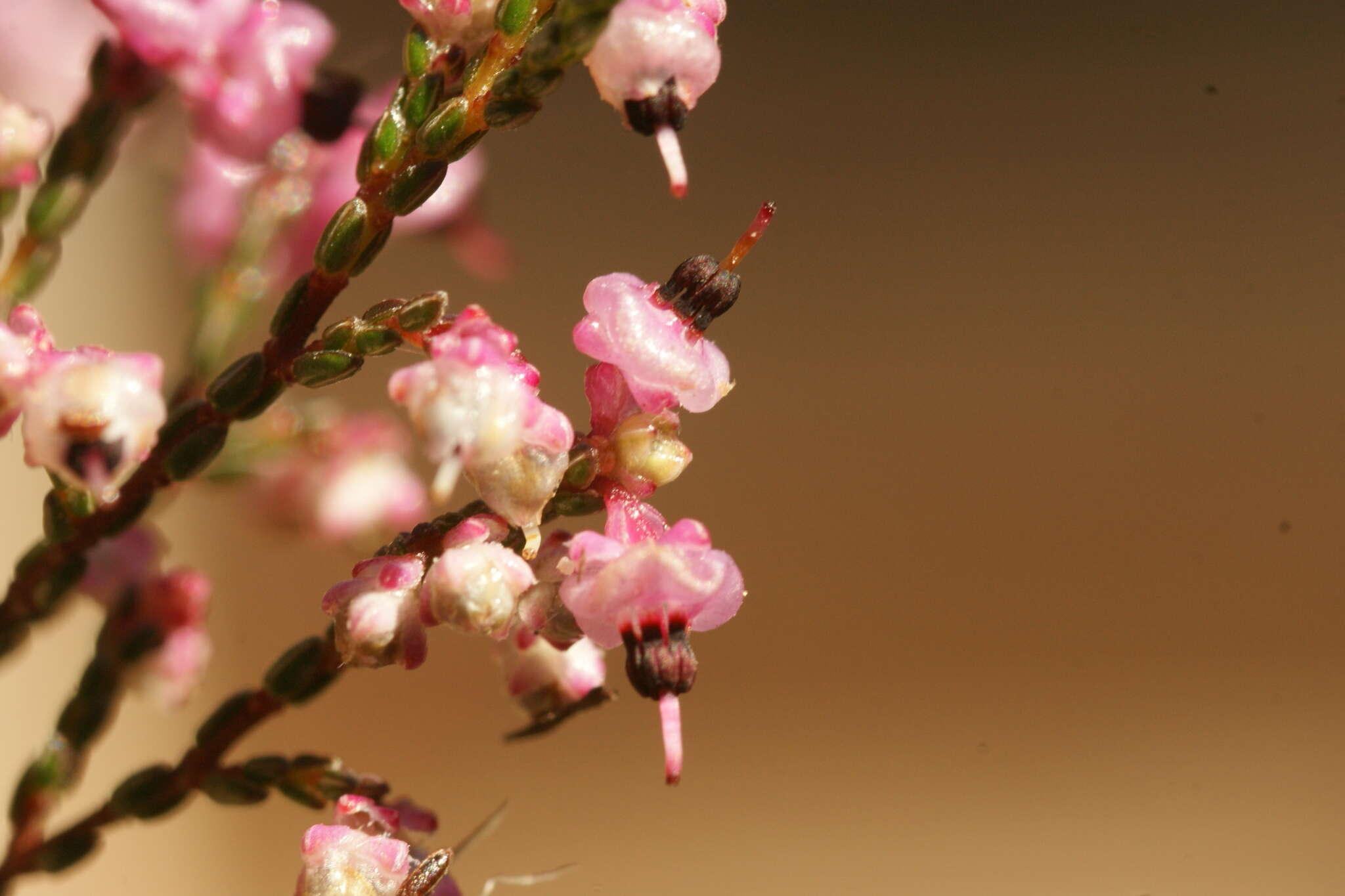 Image of Erica guthriei Bolus