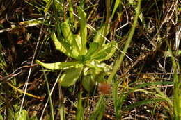 Image of Bird's-eye Primrose