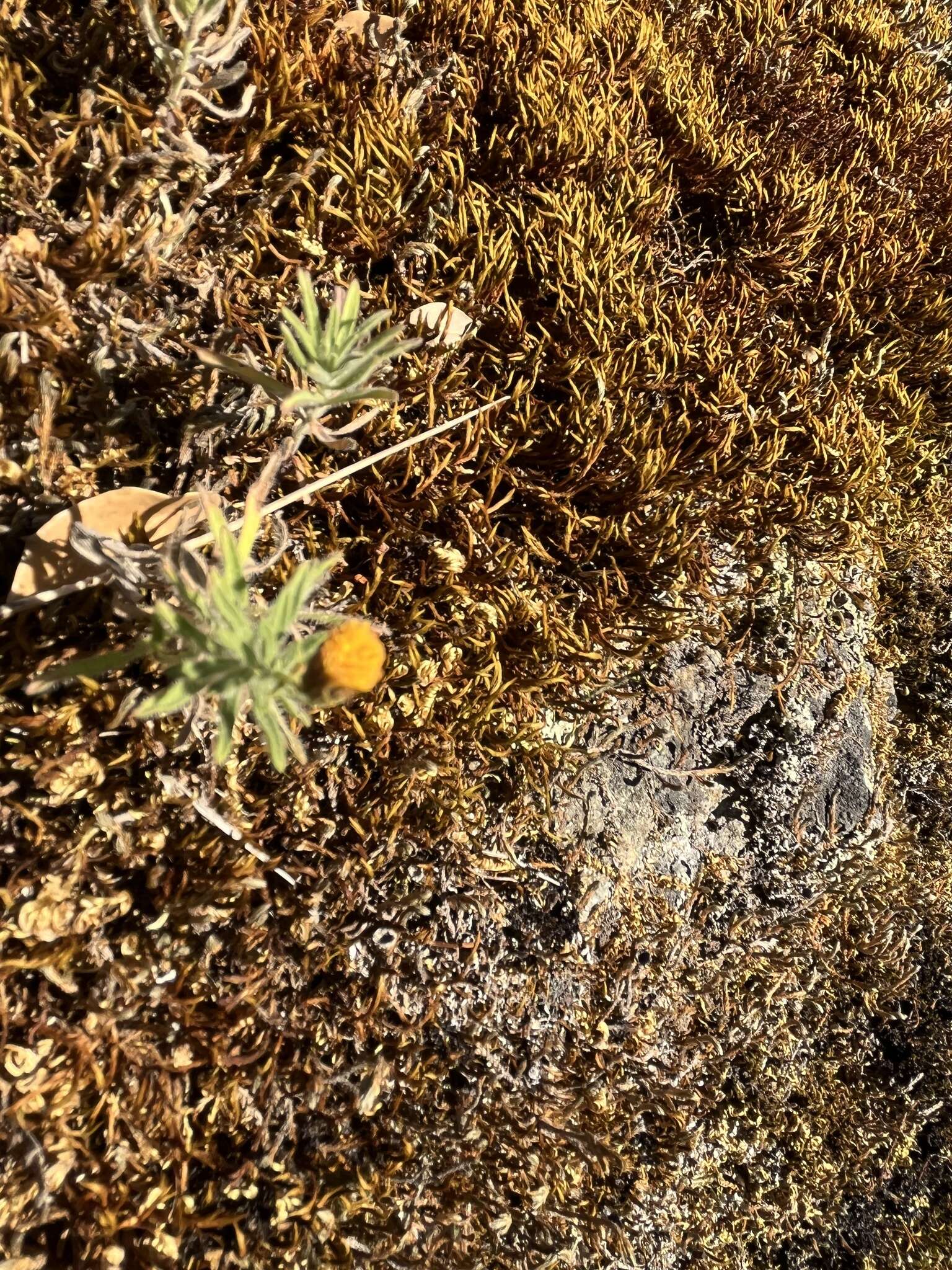 Image of <i>Erigeron <i>petrophilus</i></i> var. petrophilus