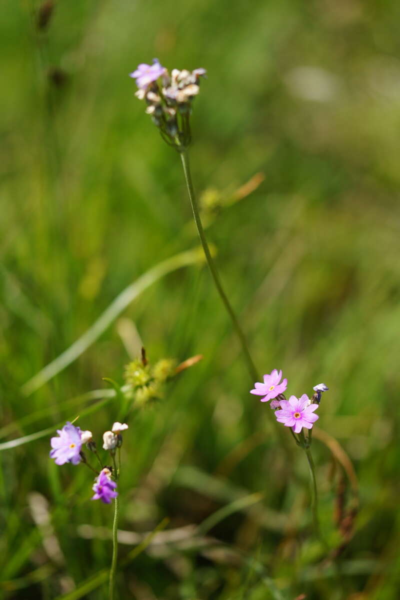 Plancia ëd Primula farinosa L.