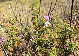 Image of oakleaf geranium