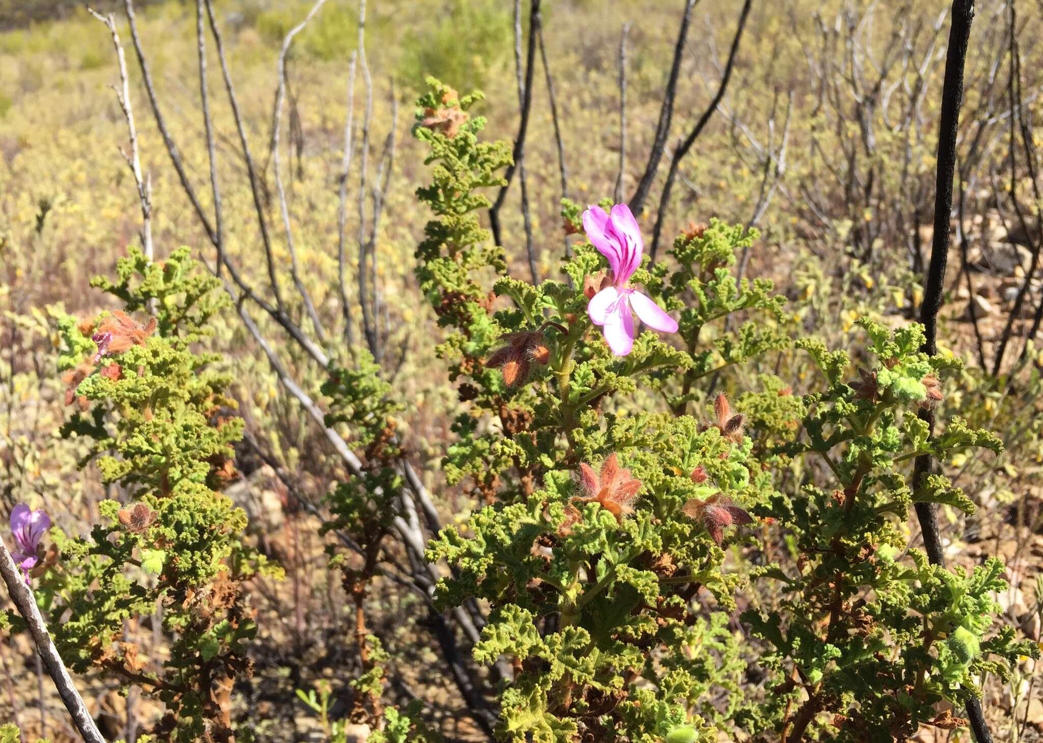 Image of oakleaf geranium