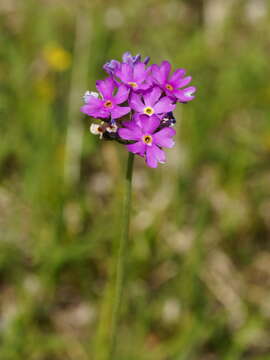 Plancia ëd Primula farinosa L.