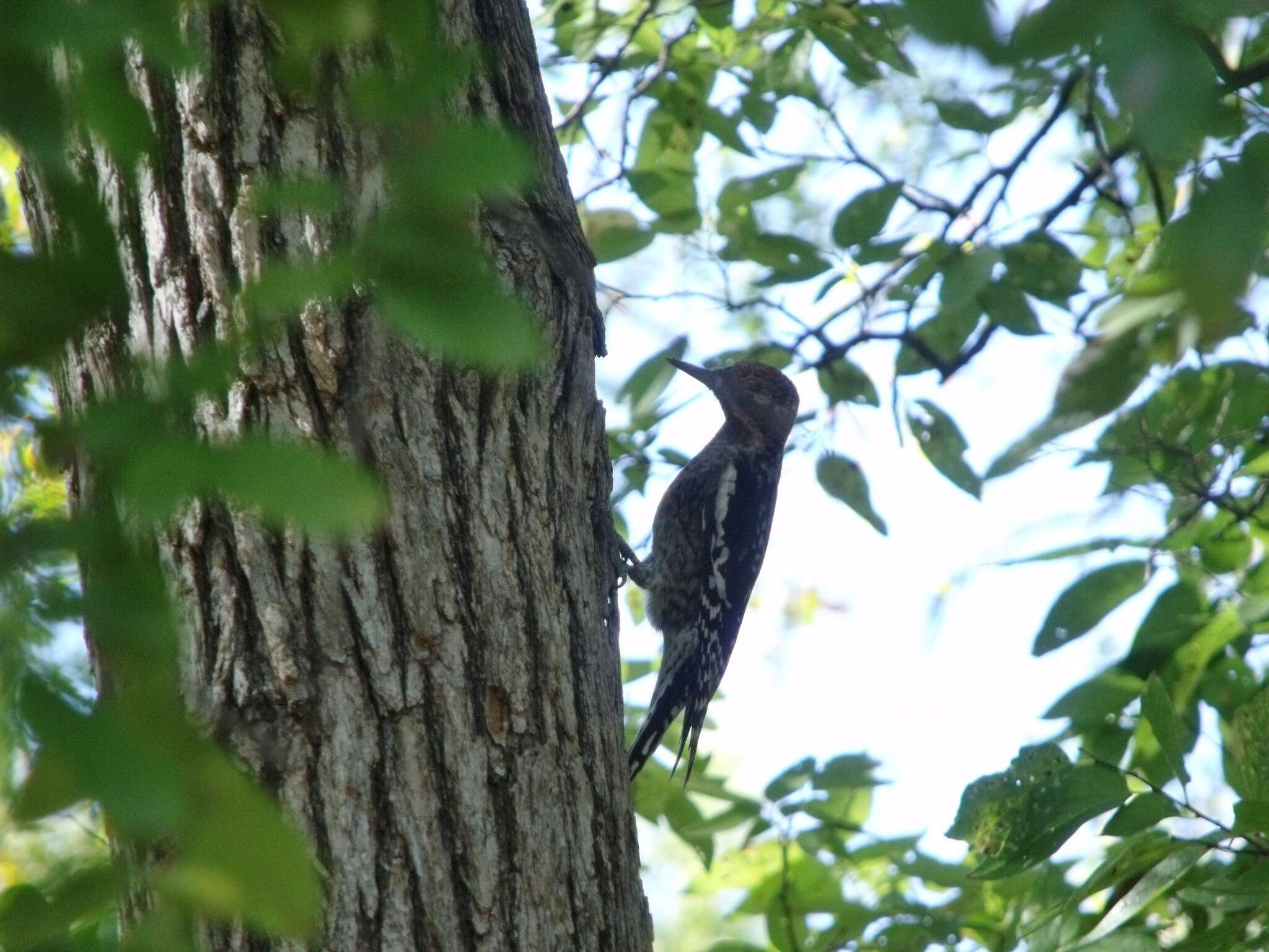 Image of Sapsucker