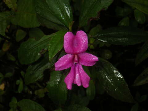 Imagem de Impatiens firmula Baker