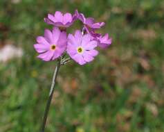 Plancia ëd Primula farinosa L.