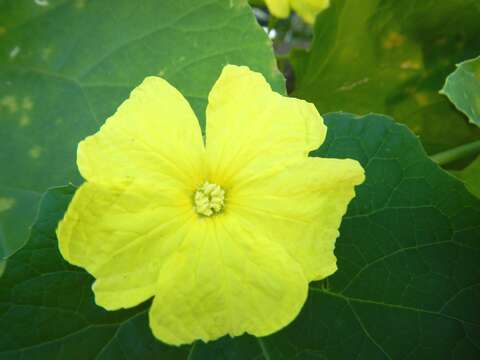 Image of sinkwa towelsponge