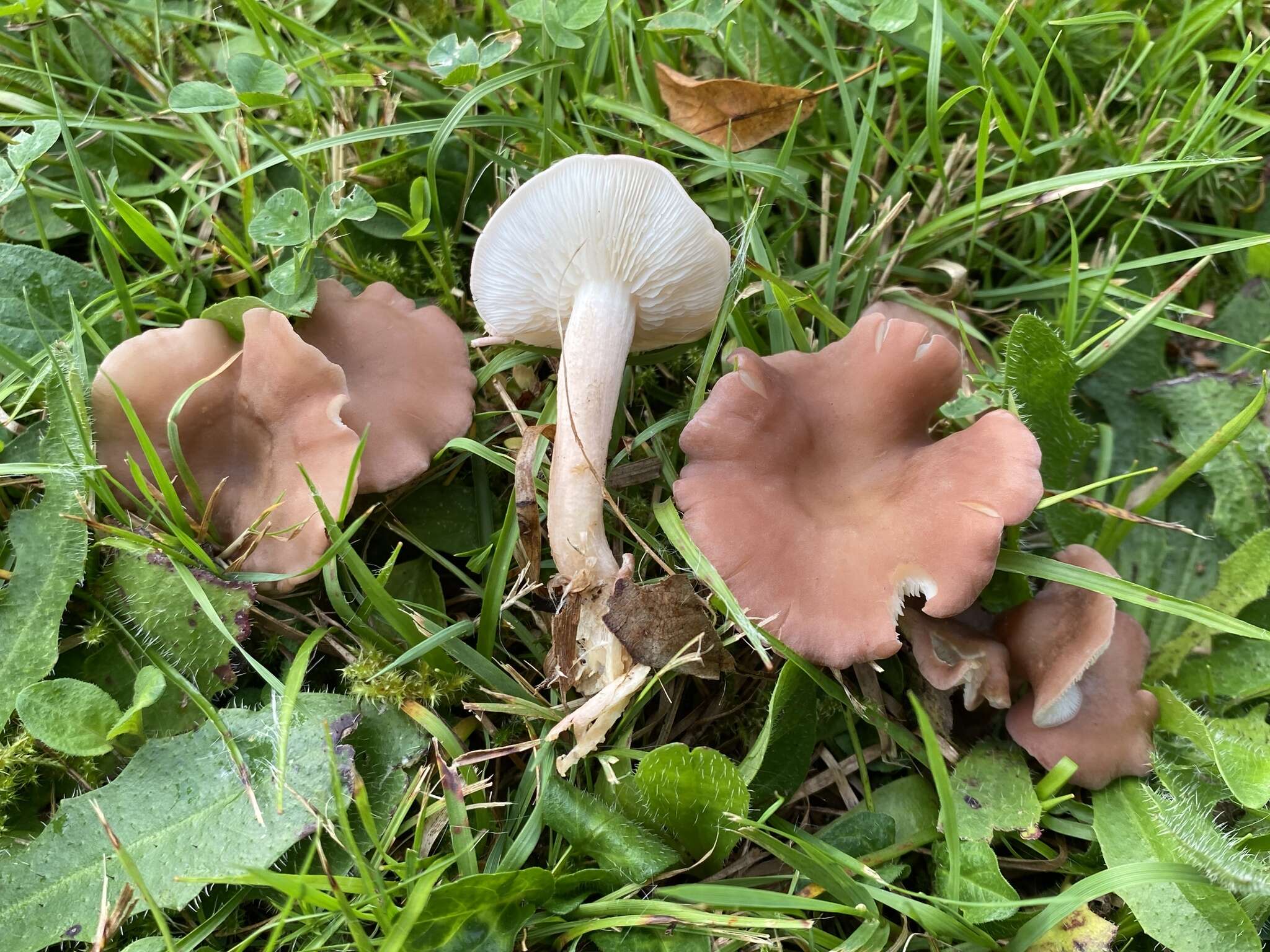 Image of Calocybe carnea (Bull.) Donk