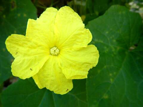 Image of sinkwa towelsponge