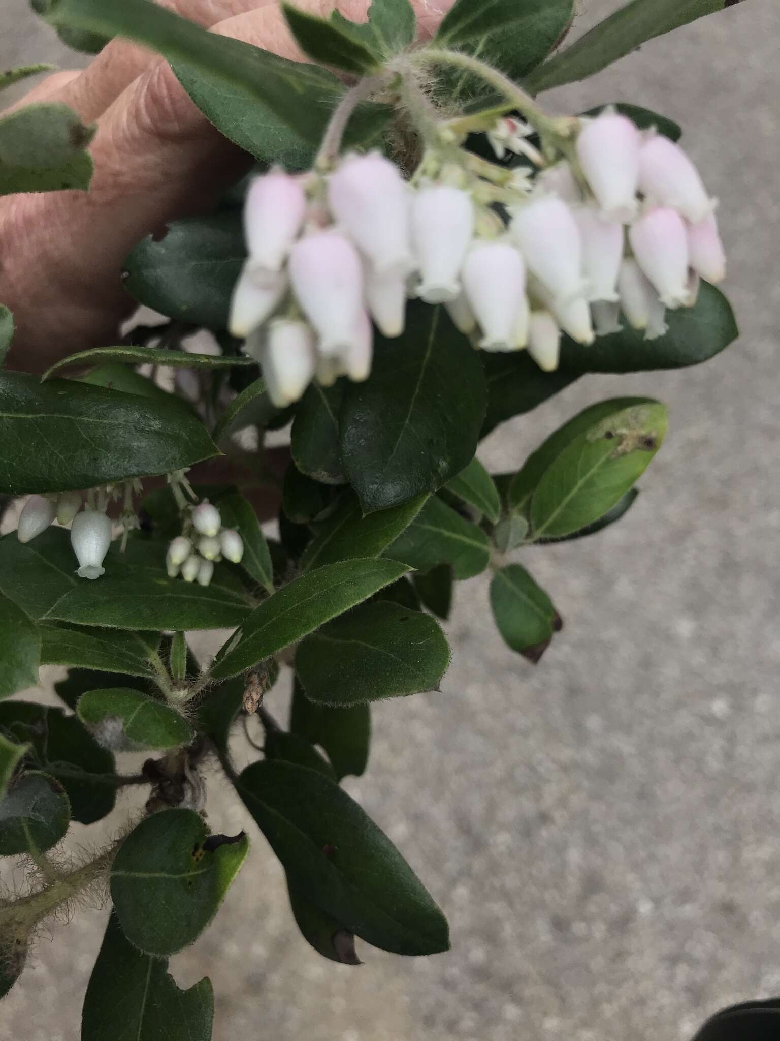 Plancia ëd Arctostaphylos crustacea subsp. crinita (J. E. Adams) V. T. Parker, M. C. Vasey & J. E. Keeley