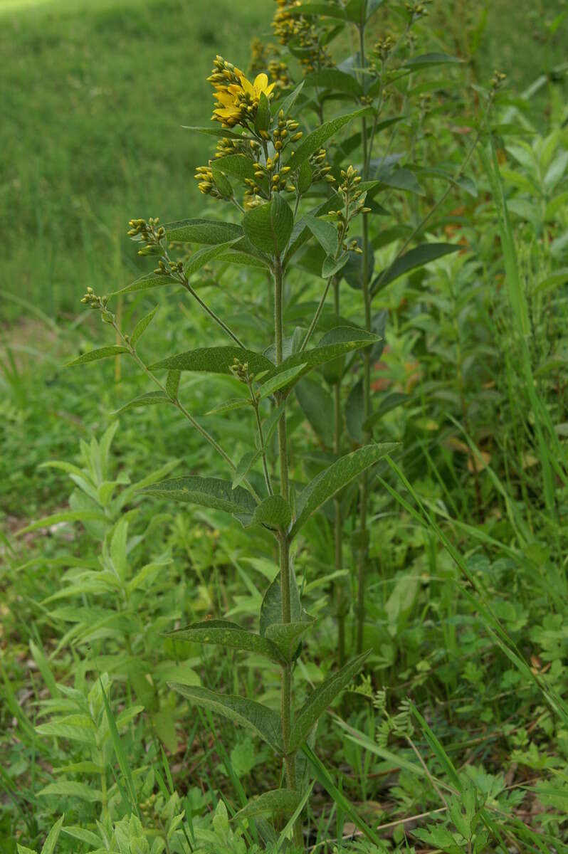 Image of Yellow Loosestrife