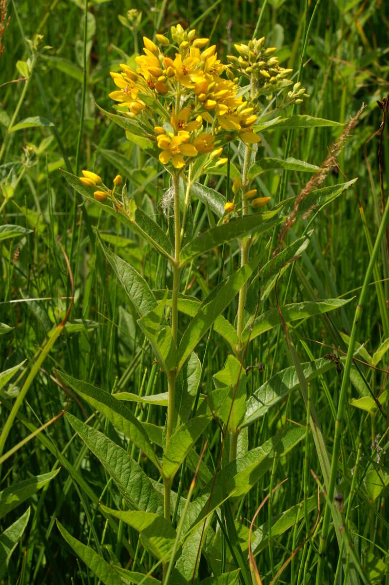 Image of Yellow Loosestrife