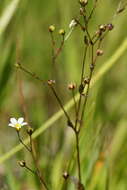 Image of purging flax, fairy flax