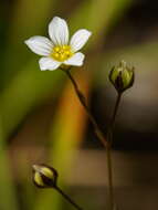 Image of purging flax, fairy flax