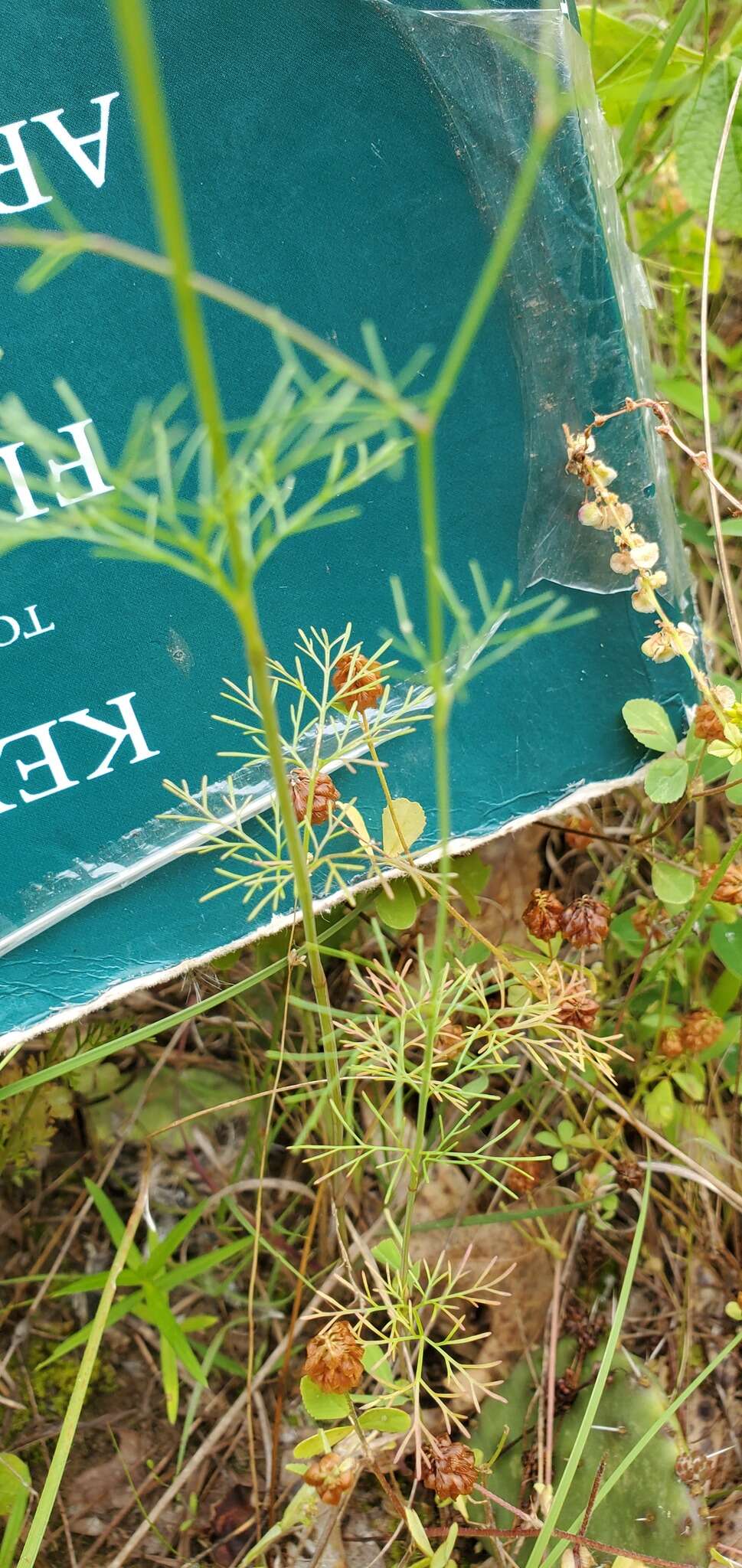 Image of Rough-Fruit Scaleseed