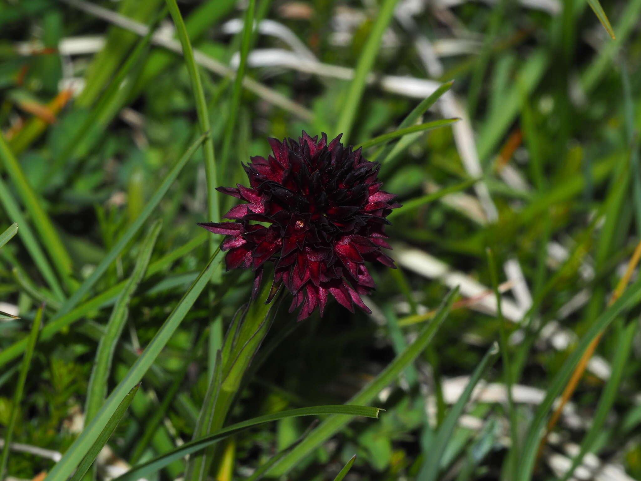 Image of Gymnadenia austriaca var. austriaca