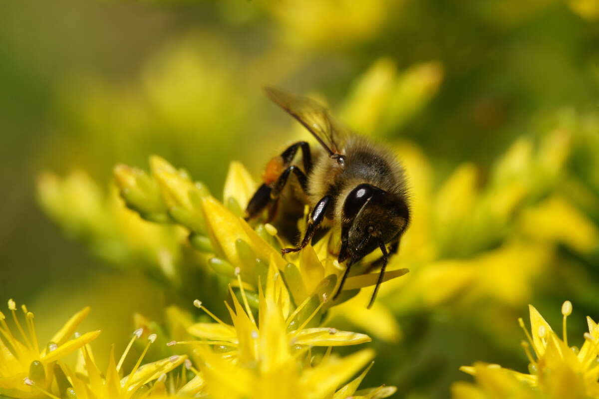 Слика од Sedum sexangulare L.