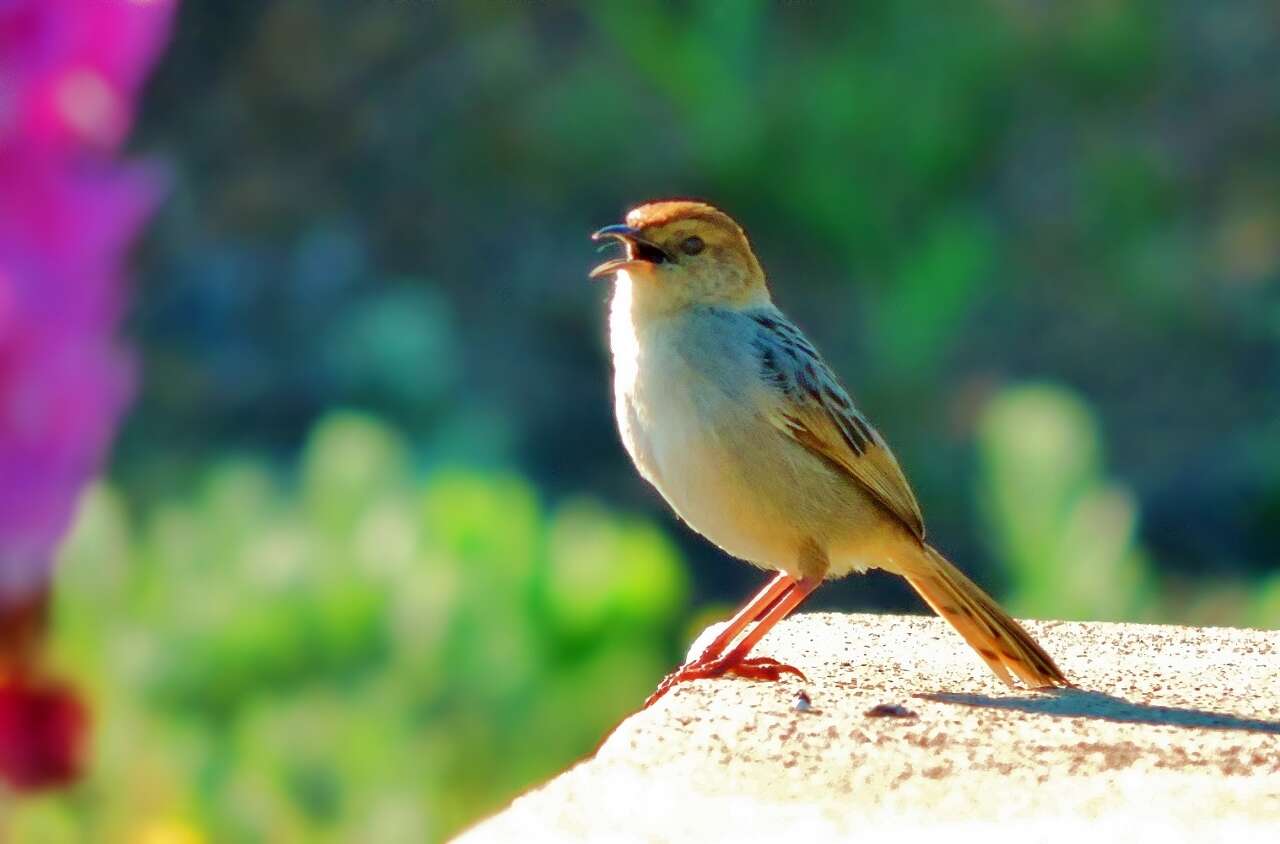 Image of Wailing Cisticola