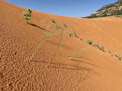 Image of blowout grass