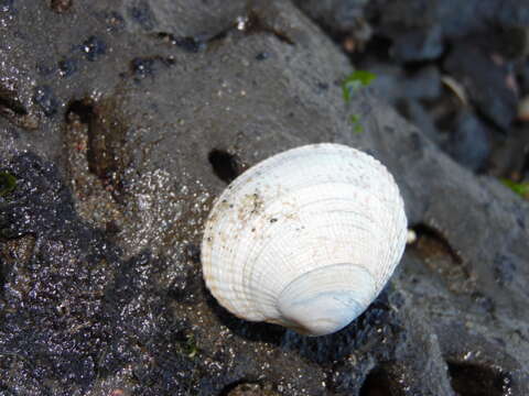 Image of Taca clam