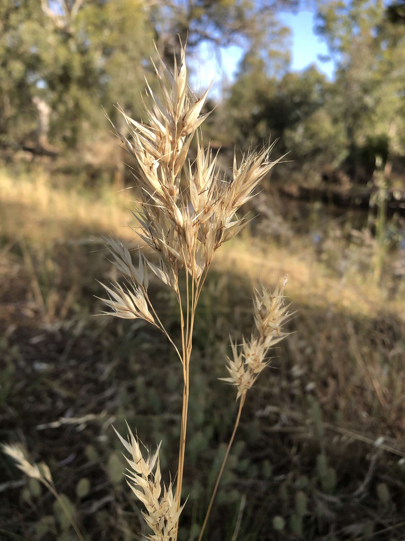 Image of Rytidosperma duttonianum (Cashmore) Connor & Edgar