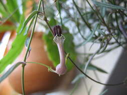 Image de Ceropegia collaricorona Werderm.