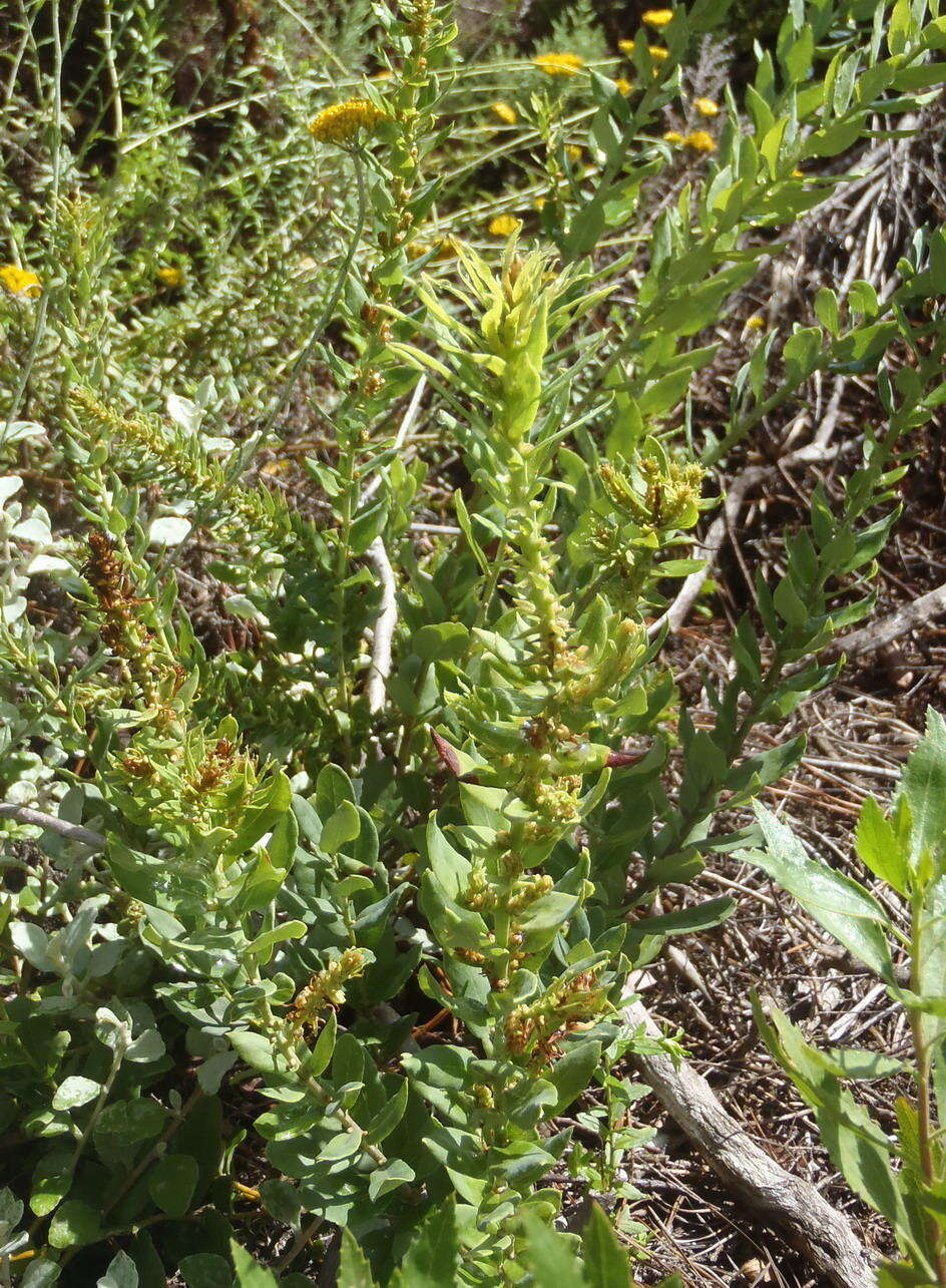 Image of Morella humilis (Cham. & Schltdl.) D. J. B. Killick