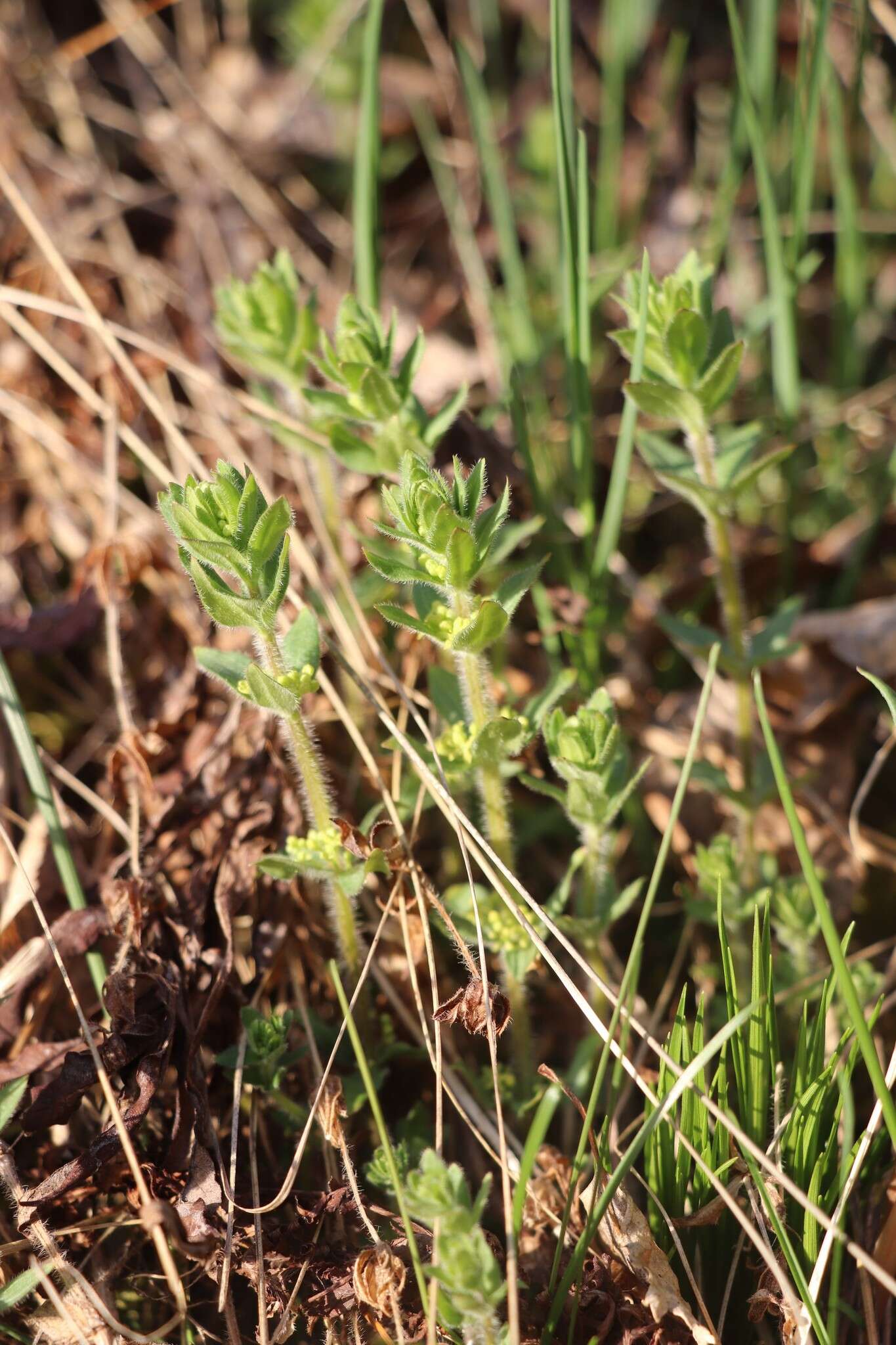 Image of Cruciata glabra subsp. krylovii (Iljin) E. G. Naumova