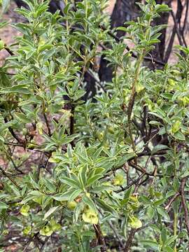 Image de Eremophila serrulata (A. DC.) Druce