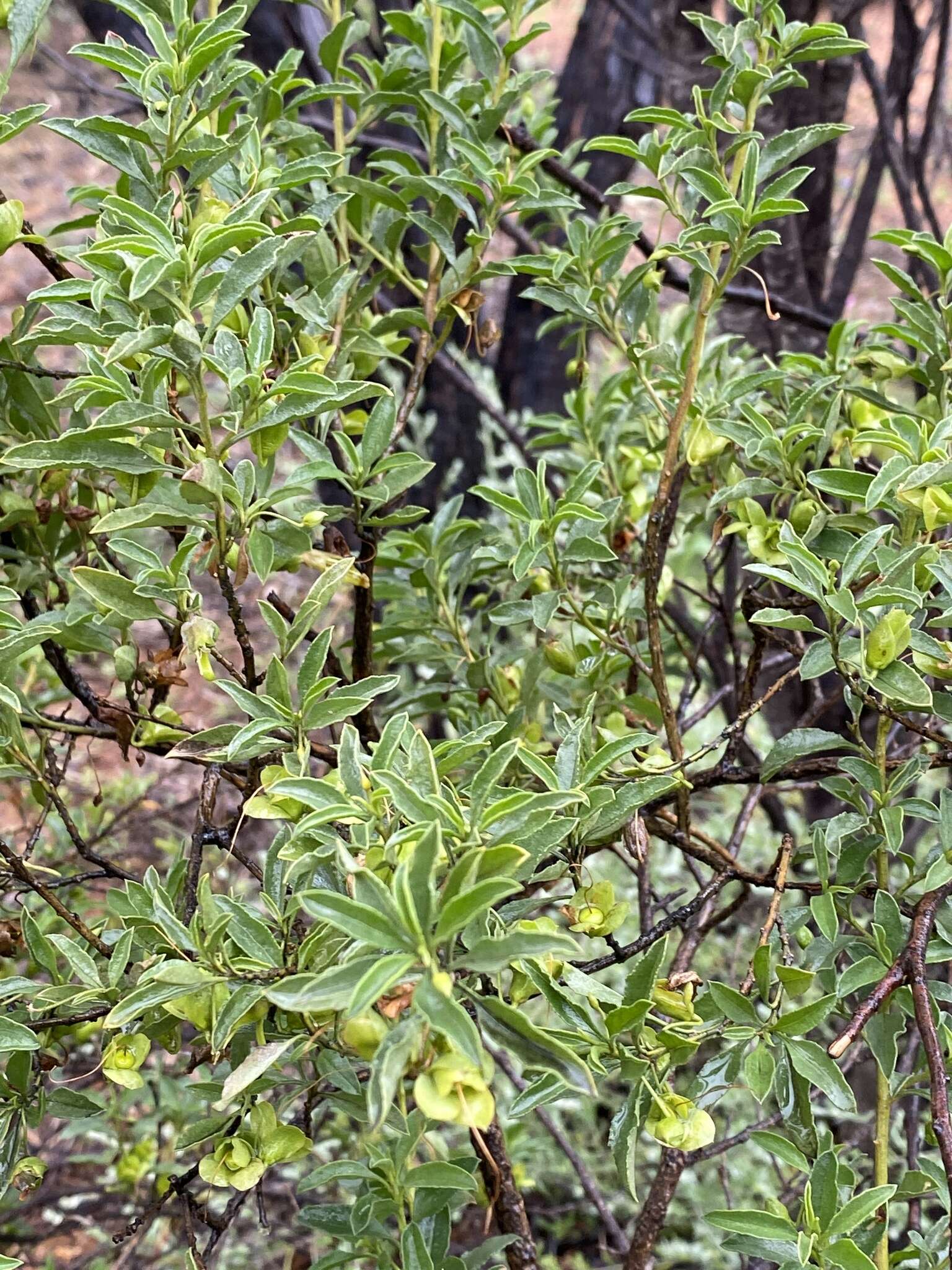 صورة Eremophila serrulata (A. DC.) Druce