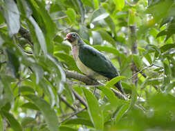 Image of Jambu Fruit Dove