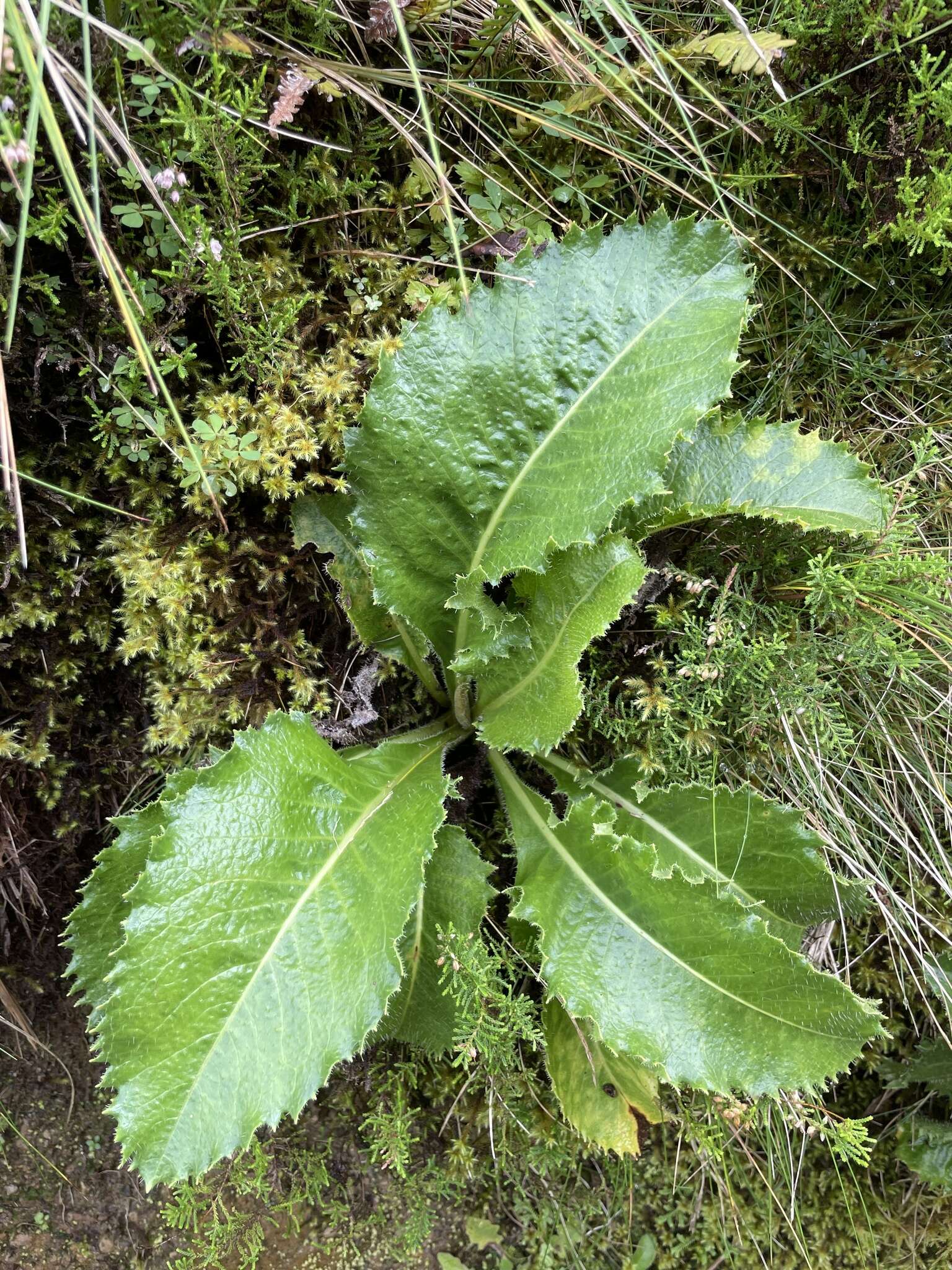 Image of Leontodon rigens (Ait.) Paiva & Ormonde