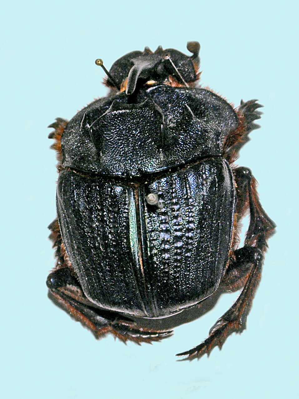 Imagem de Coprophanaeus (Megaphanaeus) ensifer (Germar 1821)