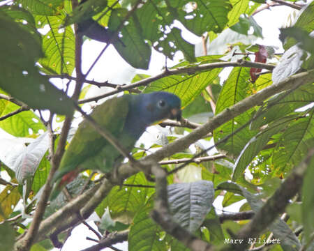 Image of Blue-headed Parrot