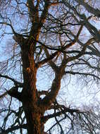 Image of Carolina poplar