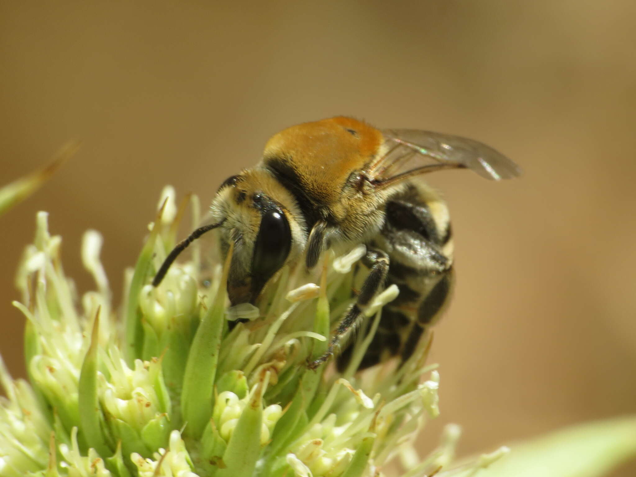 Image of Colletes hylaeiformis Eversmann 1852