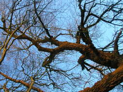 Image of Carolina poplar