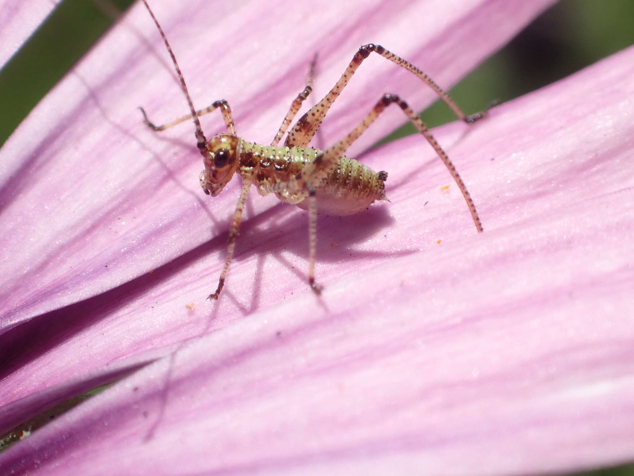 Image of Mediterranean Katydid