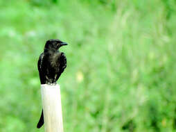 Image of Black Drongo