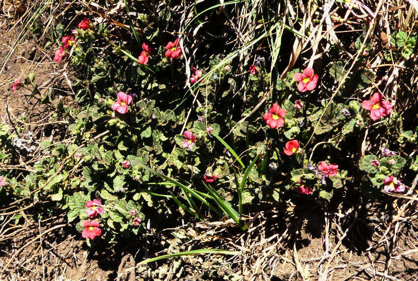 Image of Jamesbrittenia breviflora (Schltr.) O. M. Hilliard