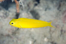 Image of Canary fangblenny