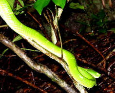 Image of Coffee Palm Viper