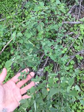 Plancia ëd Abutilon fruticosum Guill. & Perr.