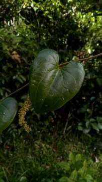 Image of Dioscorea arcuatinervis Hochr.