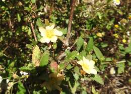 Image of threelobe false mallow