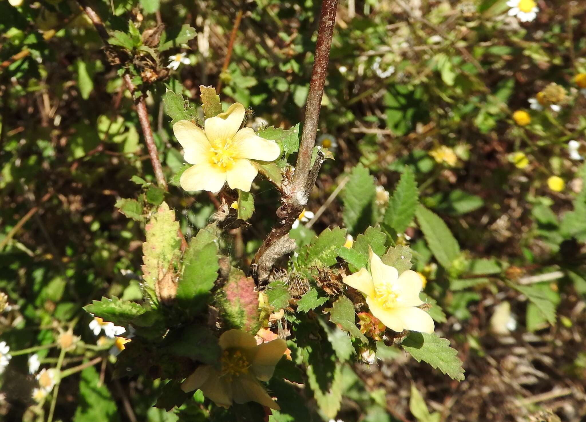 Image de Malvastrum coromandelianum (L.) Garcke