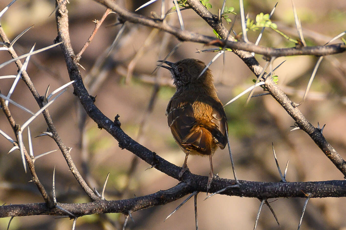 Image of Barred Wren-Warbler